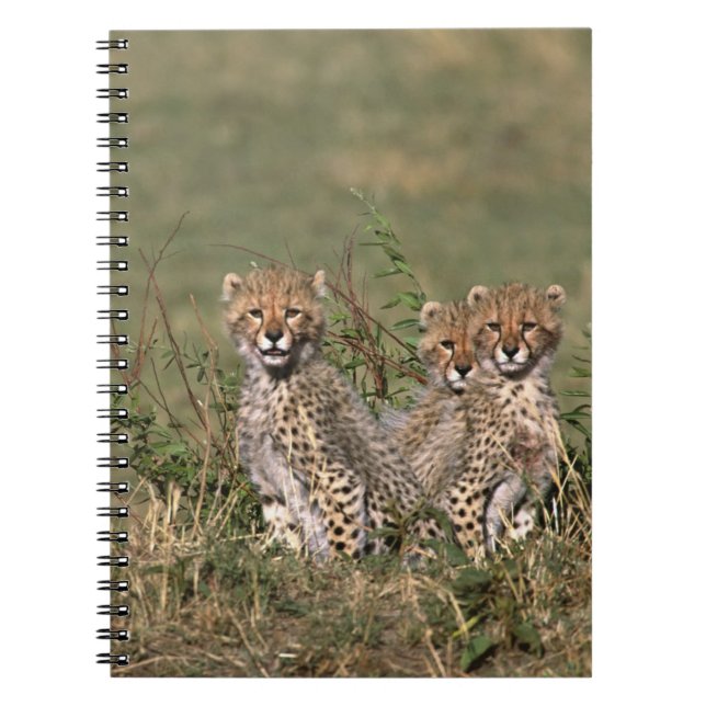 Africa; Kenya; Masai Mara; Three cheetah cubs Notebook (Front)
