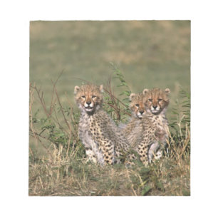 Africa; Kenya; Masai Mara; Three cheetah cubs Notepad