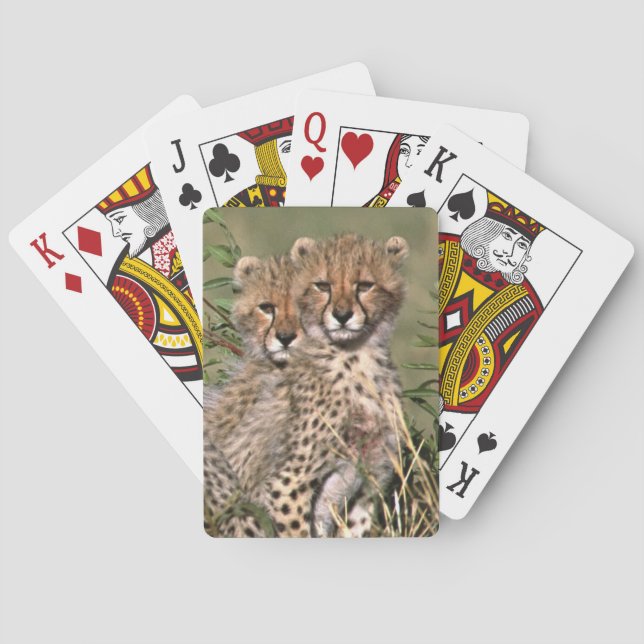 Africa; Kenya; Masai Mara; Three cheetah cubs Playing Cards (Back)