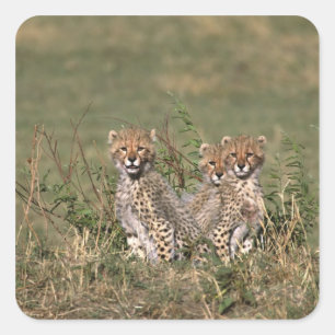 Africa; Kenya; Masai Mara; Three cheetah cubs Square Sticker