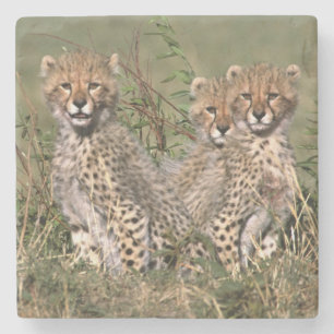 Africa; Kenya; Masai Mara; Three cheetah cubs Stone Coaster