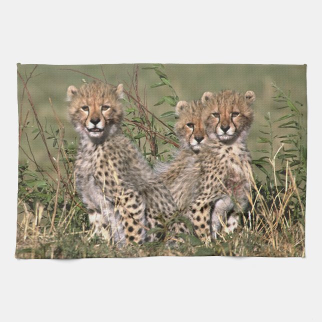 Africa; Kenya; Masai Mara; Three cheetah cubs Tea Towel (Horizontal)