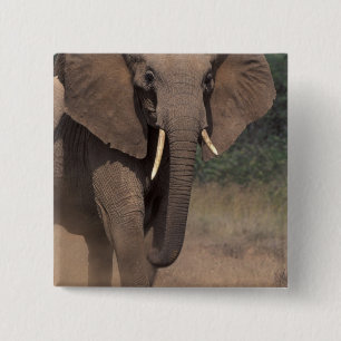 Africa, Kenya, Nanyuki, Mpala. African Elephant. 15 Cm Square Badge