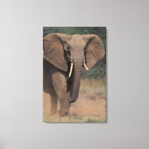 Africa, Kenya, Nanyuki, Mpala. African Elephant. Canvas Print