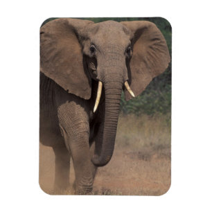 Africa, Kenya, Nanyuki, Mpala. African Elephant. Magnet