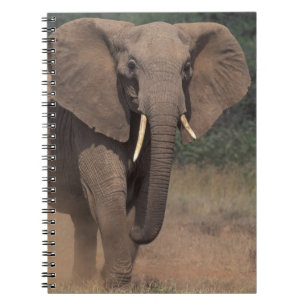 Africa, Kenya, Nanyuki, Mpala. African Elephant. Notebook