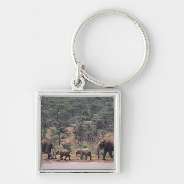 Africa, Kenya, Nanyuki, Mpala. African Key Ring (Front)