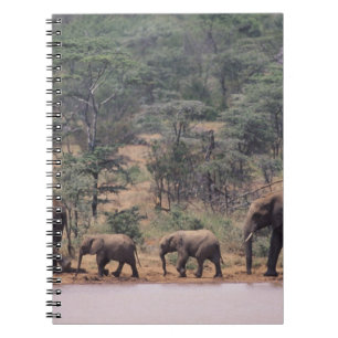 Africa, Kenya, Nanyuki, Mpala. African Notebook