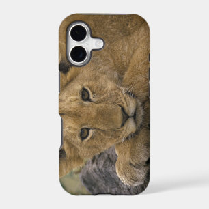 Africa, Kenya. Portrait of a lion.