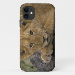 Africa, Kenya. Portrait of a lion. iPhone 11 Case