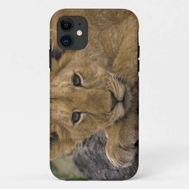 Africa, Kenya. Portrait of a lion. Case-Mate iPhone Case (Back)