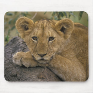 Africa, Kenya. Portrait of a lion. Mouse Mat