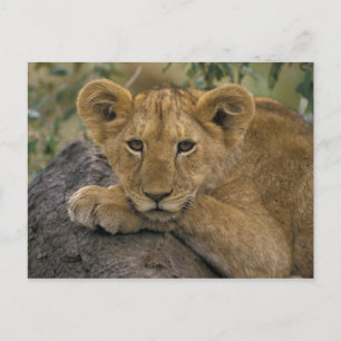 Africa, Kenya. Portrait of a lion. Postcard