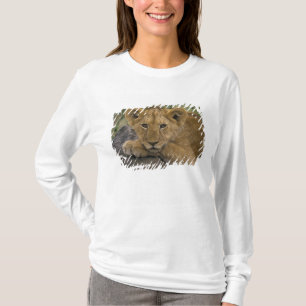 Africa, Kenya. Portrait of a lion. T-Shirt