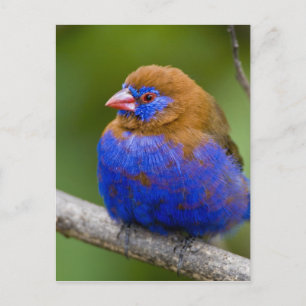 Africa. Kenya. Purple Grenadier male at Lake Postcard