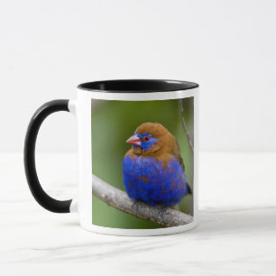 Africa. Kenya. Purple Grenadier Mug
