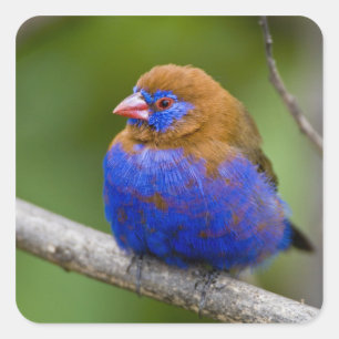 Africa. Kenya. Purple Grenadier Square Sticker