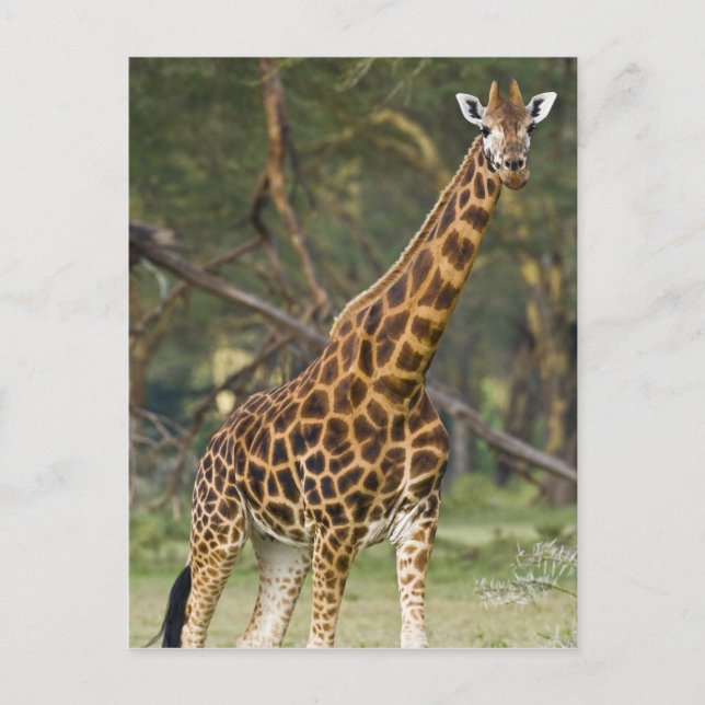 Africa. Kenya. Rothschild's Giraffe at Lake 2 Postcard (Front)
