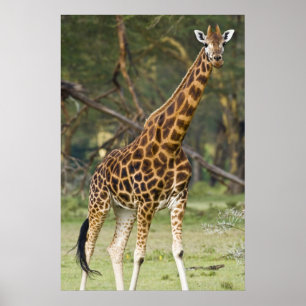 Africa. Kenya. Rothschild's Giraffe at Lake 2 Poster