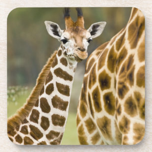 Africa. Kenya. Rothschild's Giraffe baby Coaster