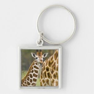 Africa. Kenya. Rothschild's Giraffe baby Key Ring
