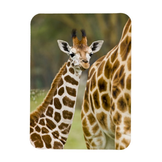 Africa. Kenya. Rothschild's Giraffe baby Magnet (Vertical)