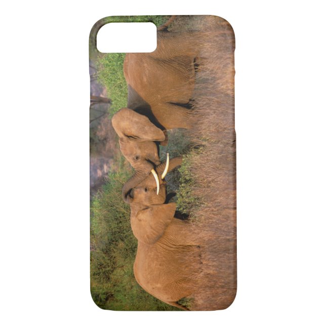 Africa, Kenya, Samburu. Elephant challenge Case-Mate iPhone Case (Back)