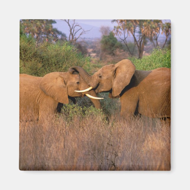 Africa, Kenya, Samburu. Elephant challenge Magnet (Front)
