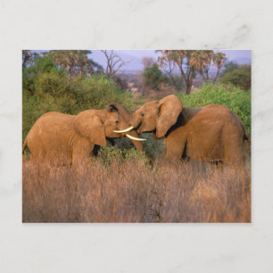Africa, Kenya, Samburu. Elephant challenge Postcard