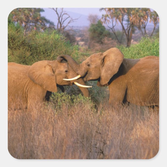 Africa, Kenya, Samburu. Elephant challenge Square Sticker (Front)