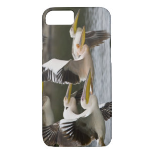Africa. Kenya. White Pelicans in flight at Lake iPhone 8/7 Case