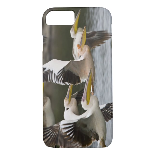Africa. Kenya. White Pelicans in flight at Lake Case-Mate iPhone Case (Back)