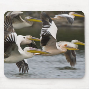 Africa. Kenya. White Pelicans in flight at Lake Mouse Mat