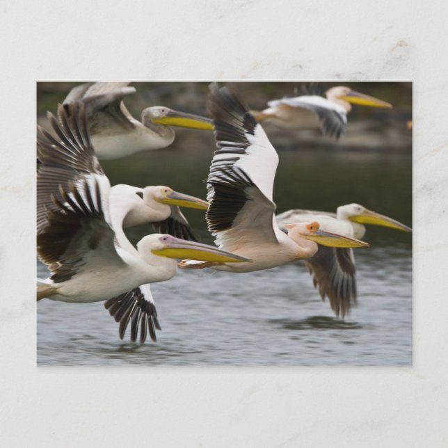 Africa. Kenya. White Pelicans in flight at Lake Postcard (Front)