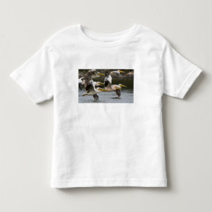 Africa. Kenya. White Pelicans in flight at Lake Toddler T-Shirt