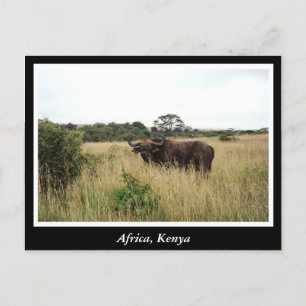 Africa Kenya wild animals Postcard