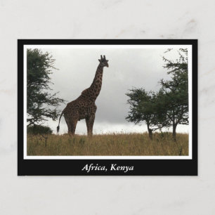 Africa Kenya wild animals Postcard