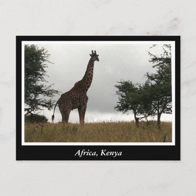 Africa Kenya wild animals Postcard (Front)