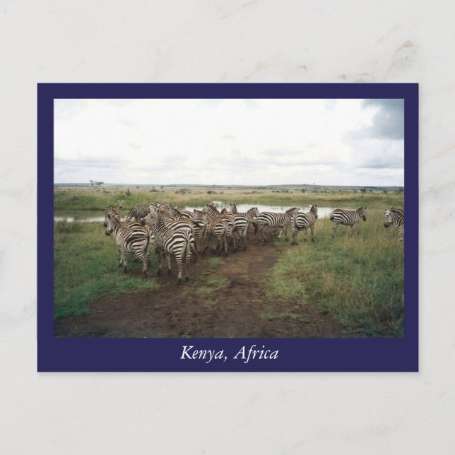 Africa Kenya wild animals Postcard (Front)