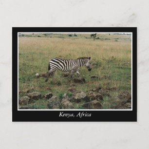 Africa Kenya wild animals Postcard