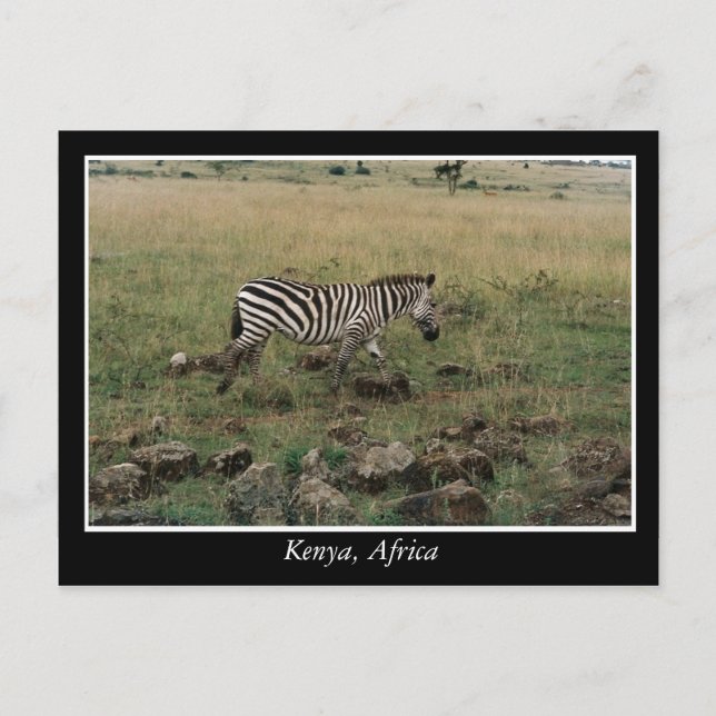 Africa Kenya wild animals Postcard (Front)