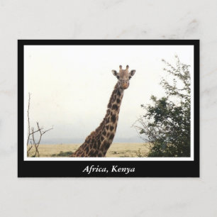 Africa Kenya wild animals Postcard