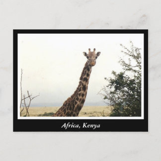 Africa Kenya wild animals Postcard