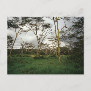 Africa Kenya wild land Postcard