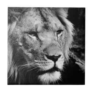 africa lion male closeup macro tile