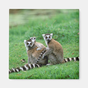 Africa, Madagascar, Antananarivo, Tsimbazaza Magnet