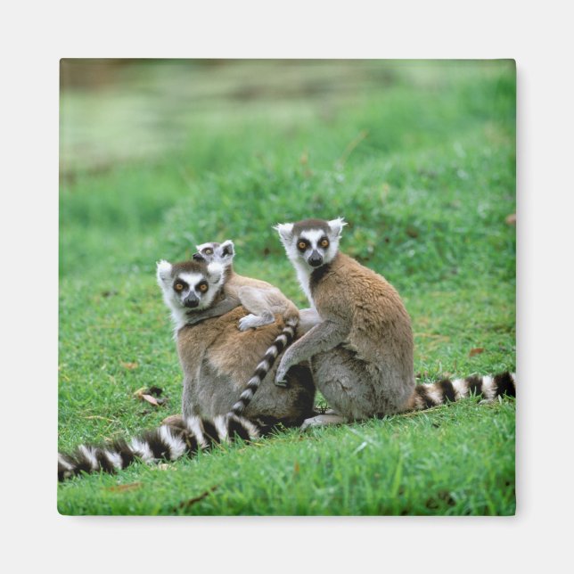 Africa, Madagascar, Antananarivo, Tsimbazaza Magnet (Front)