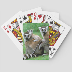 Africa, Madagascar, Antananarivo, Tsimbazaza Playing Cards
