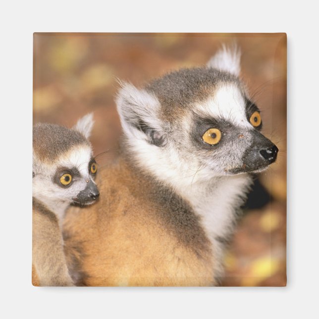 Africa, Madagascar, Berenty Private Reserve. Magnet (Front)