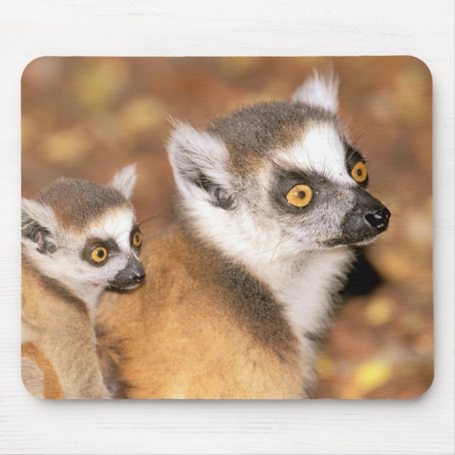 Africa, Madagascar, Berenty Private Reserve. Mouse Mat (Front)
